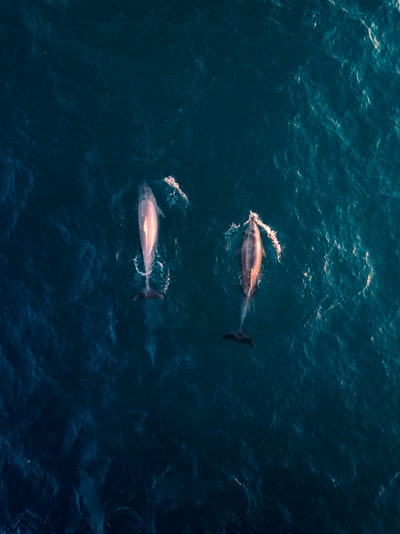 水中两只海豚的鸟瞰照片